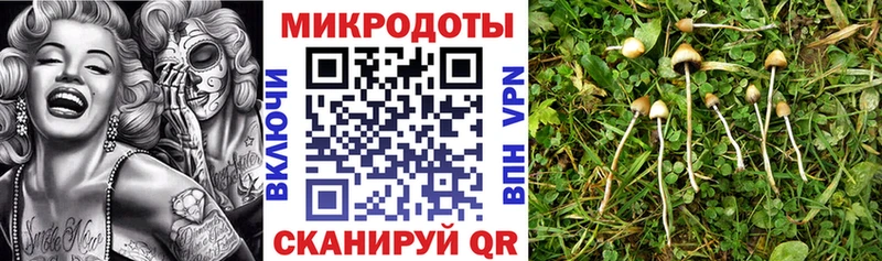 купить наркотик  Балаково  блэк спрут зеркало  Псилоцибиновые грибы Cubensis 